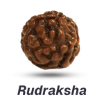 Rudraksha