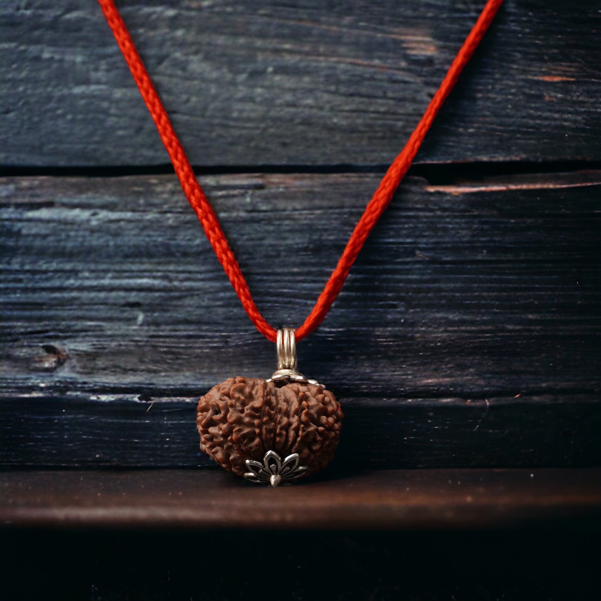 IMG-2142.jpg 11 Mukhi Nepali Rudraksha - Gyaarah Mukhi - Image 1